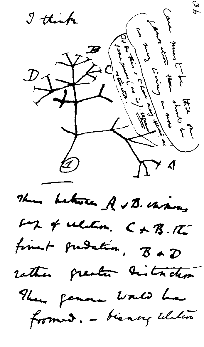 Darwin Baum des Lebens