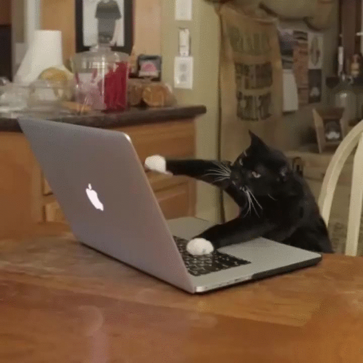 Cat Gif working on macbook lustiger Catcontent