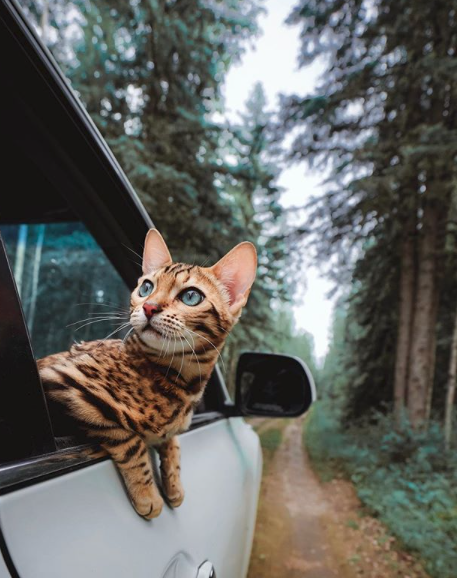 travel cat sukiicat catcontent