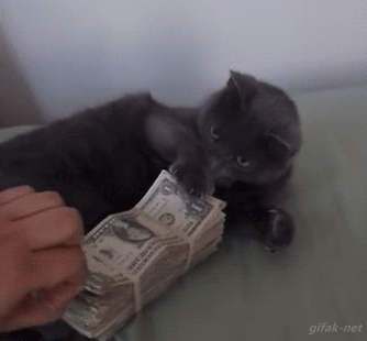 geldgierige Katze lustiger Catcontent