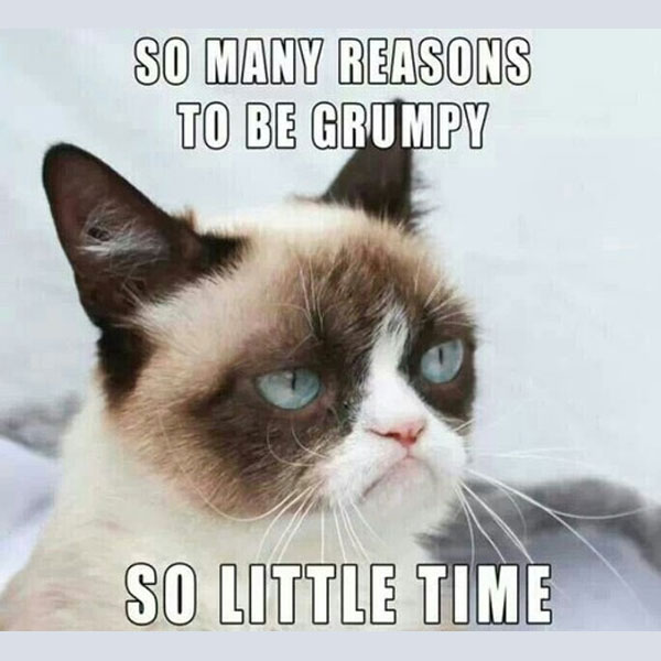 Grumpy Cat lustiges Katzen Catcontent Meme