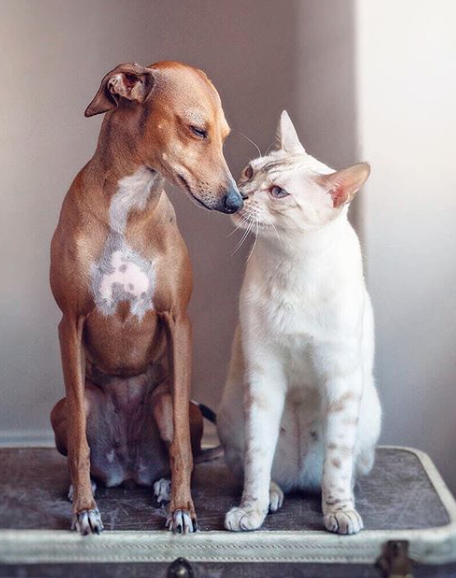 Katze und Hund Küsschen süßer Catconten