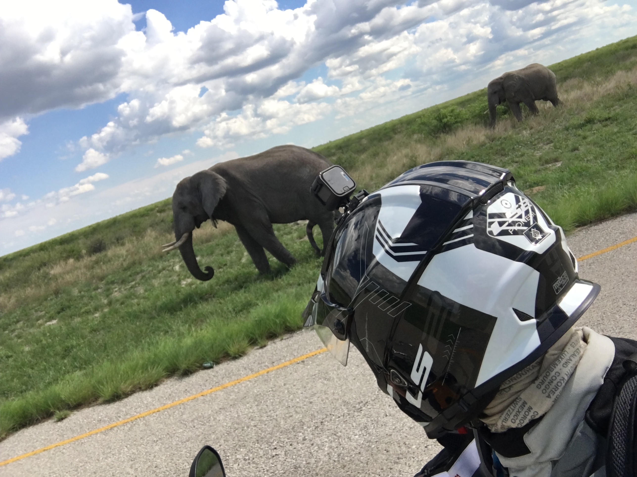Elefant on the road